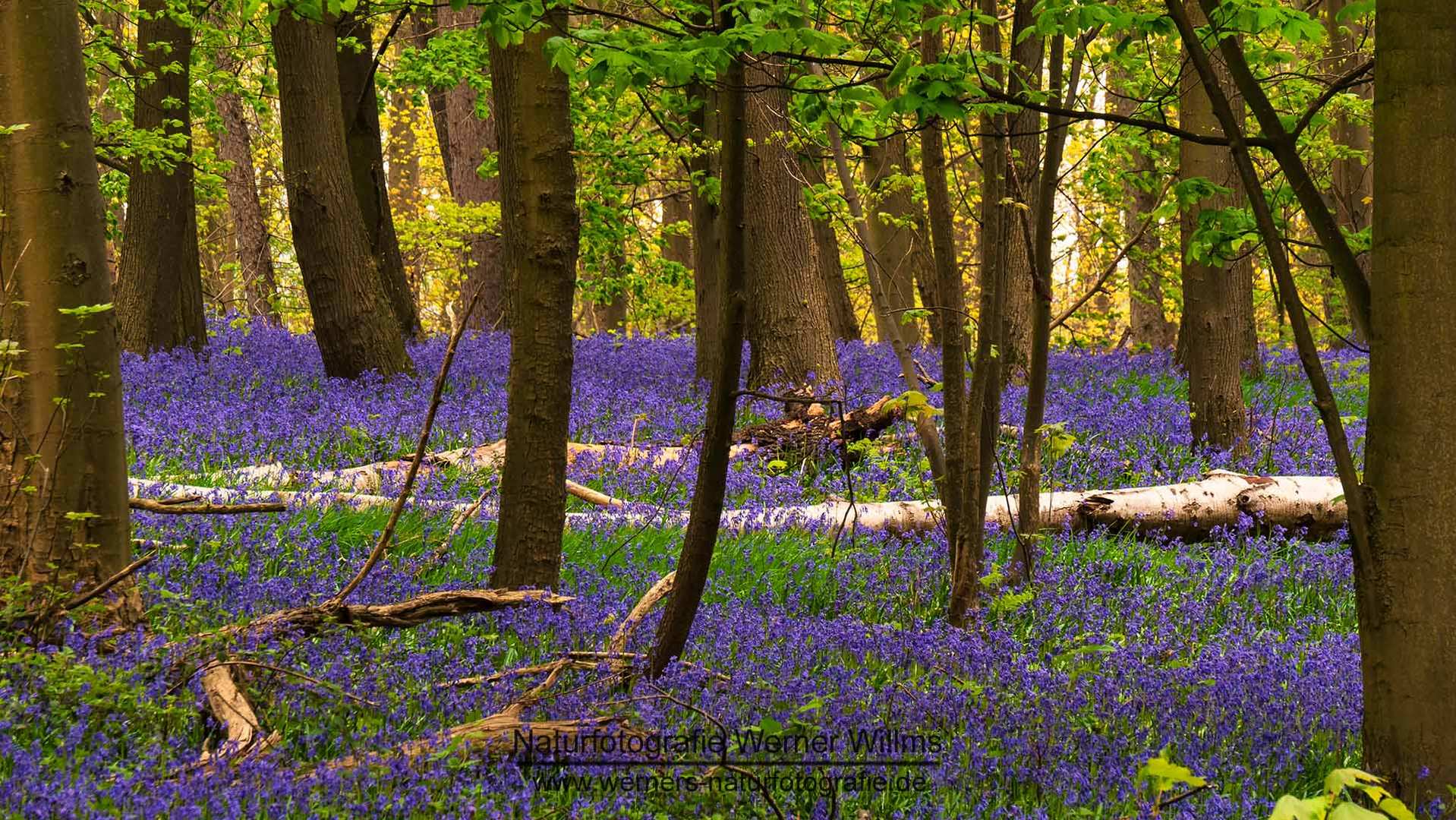 Im Wald der blauen Blumen 