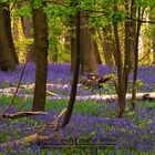 Im Wald der blauen Blumen 