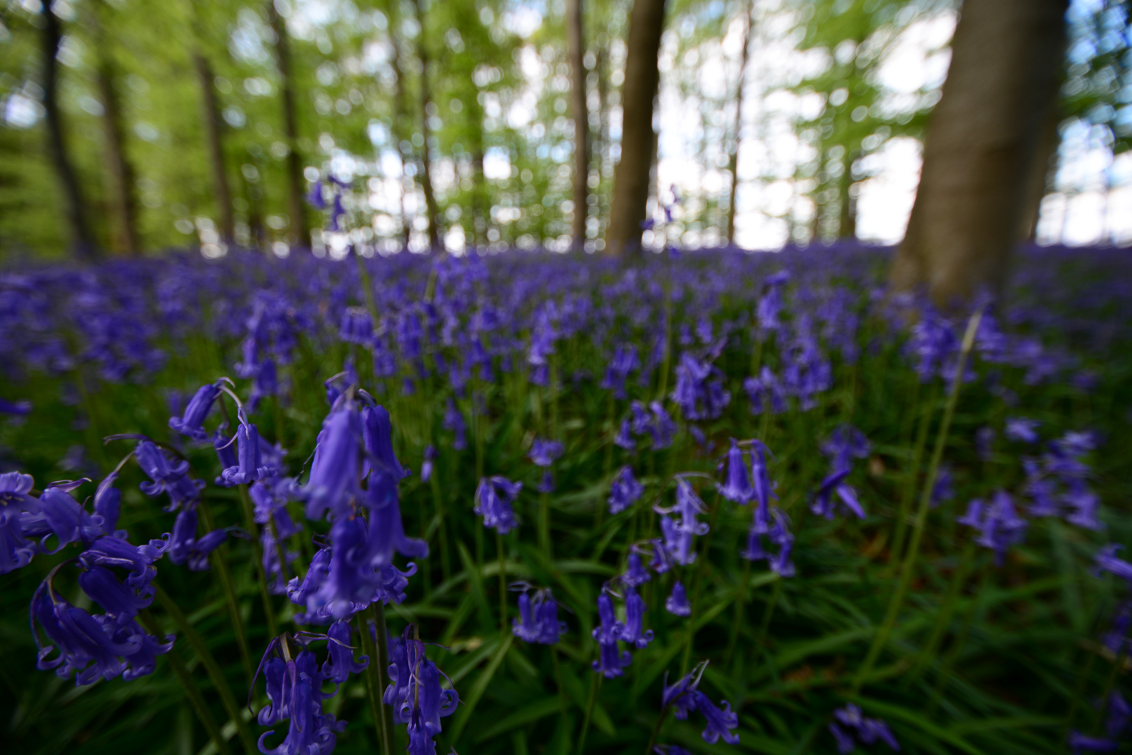 Im Wald der blauen Blumen