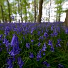 Im Wald der blauen Blumen