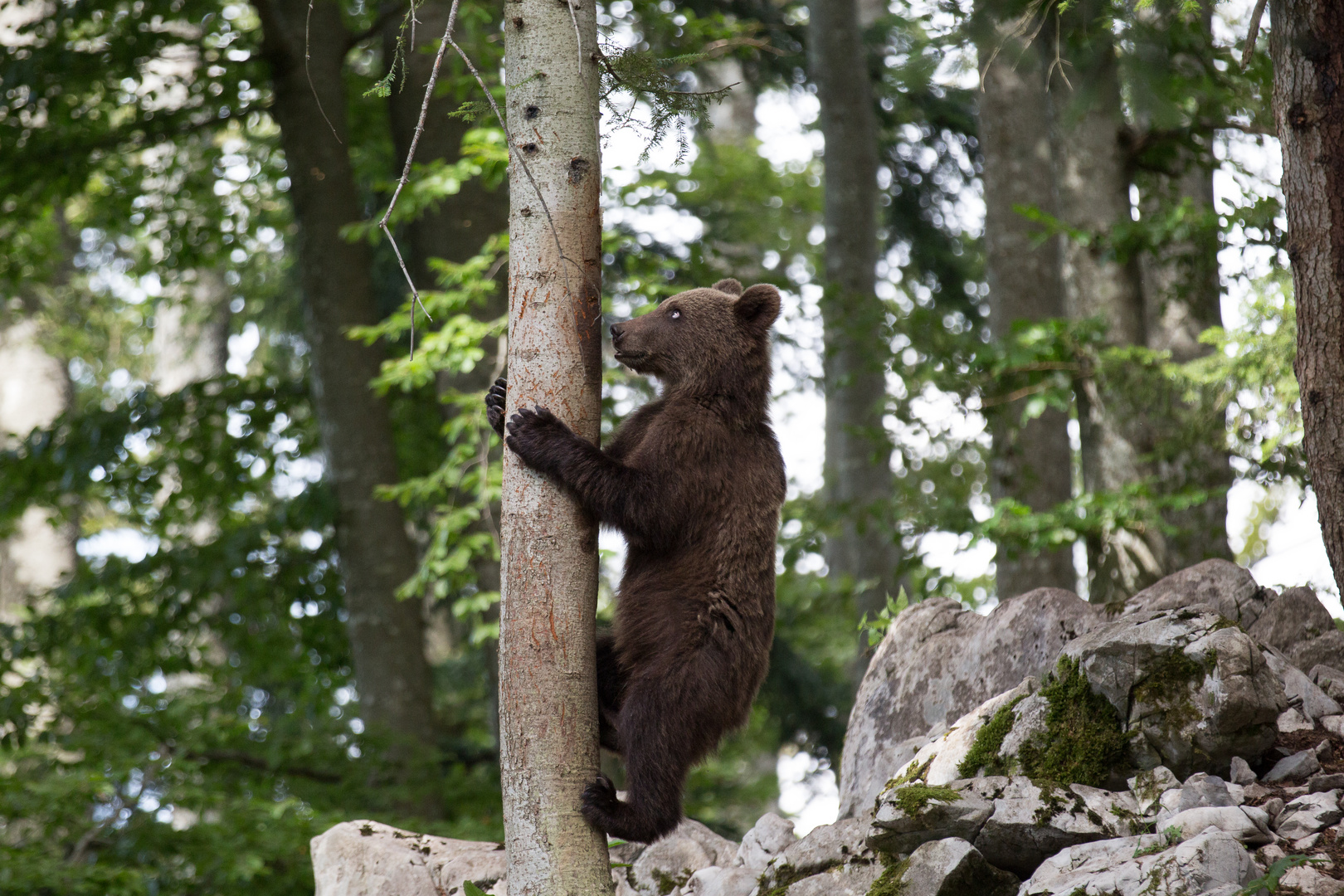 Im Wald der Braunbären 2