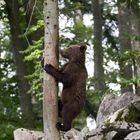 Im Wald der Braunbären 2