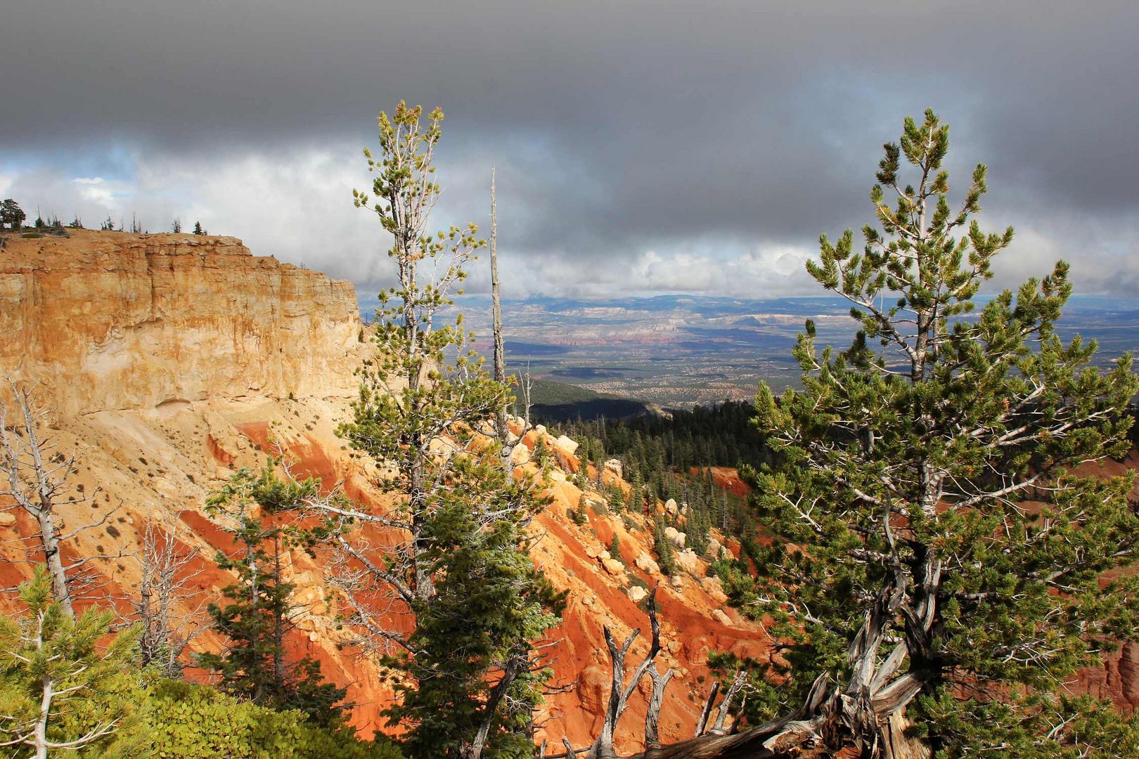 Im "Wald" der Bristlecone Pines...