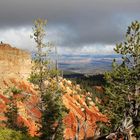 Im "Wald" der Bristlecone Pines...