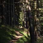 Im Wald der *Eckertal-Elfen* und "Harz-Kröten"