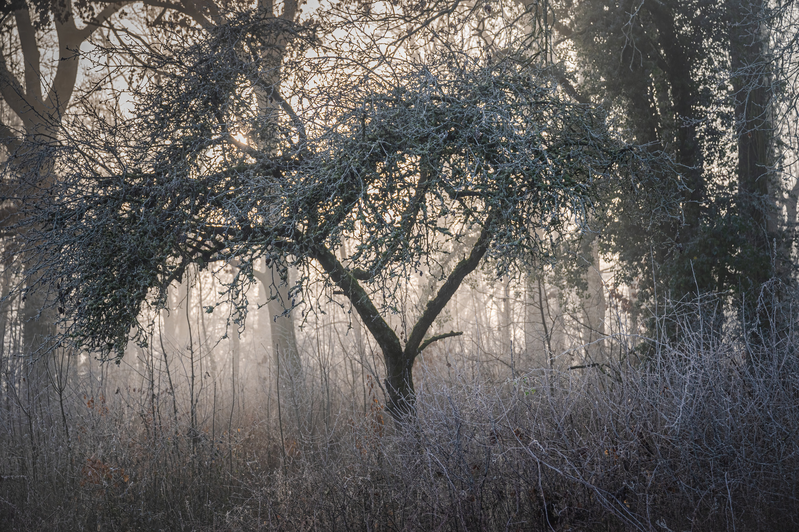 IM WALD DER EISKÖNIGIN