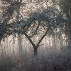 IM WALD DER EISKÖNIGIN