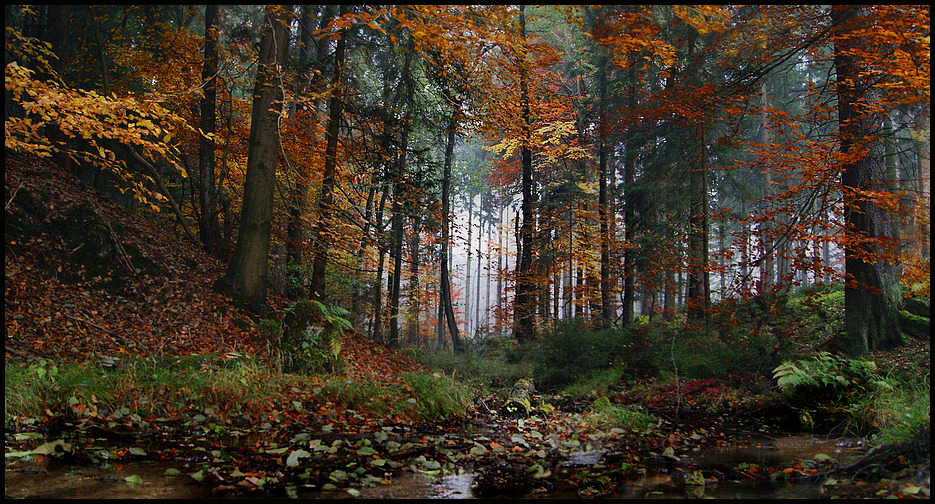 ......Im Wald  der Externsteine