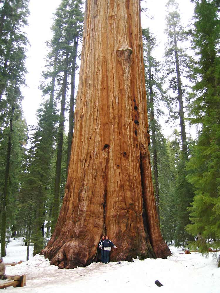 im Wald der Giganten