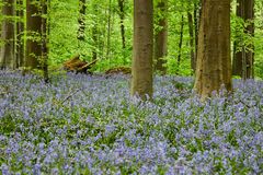 Im Wald der Hasenglöckchen