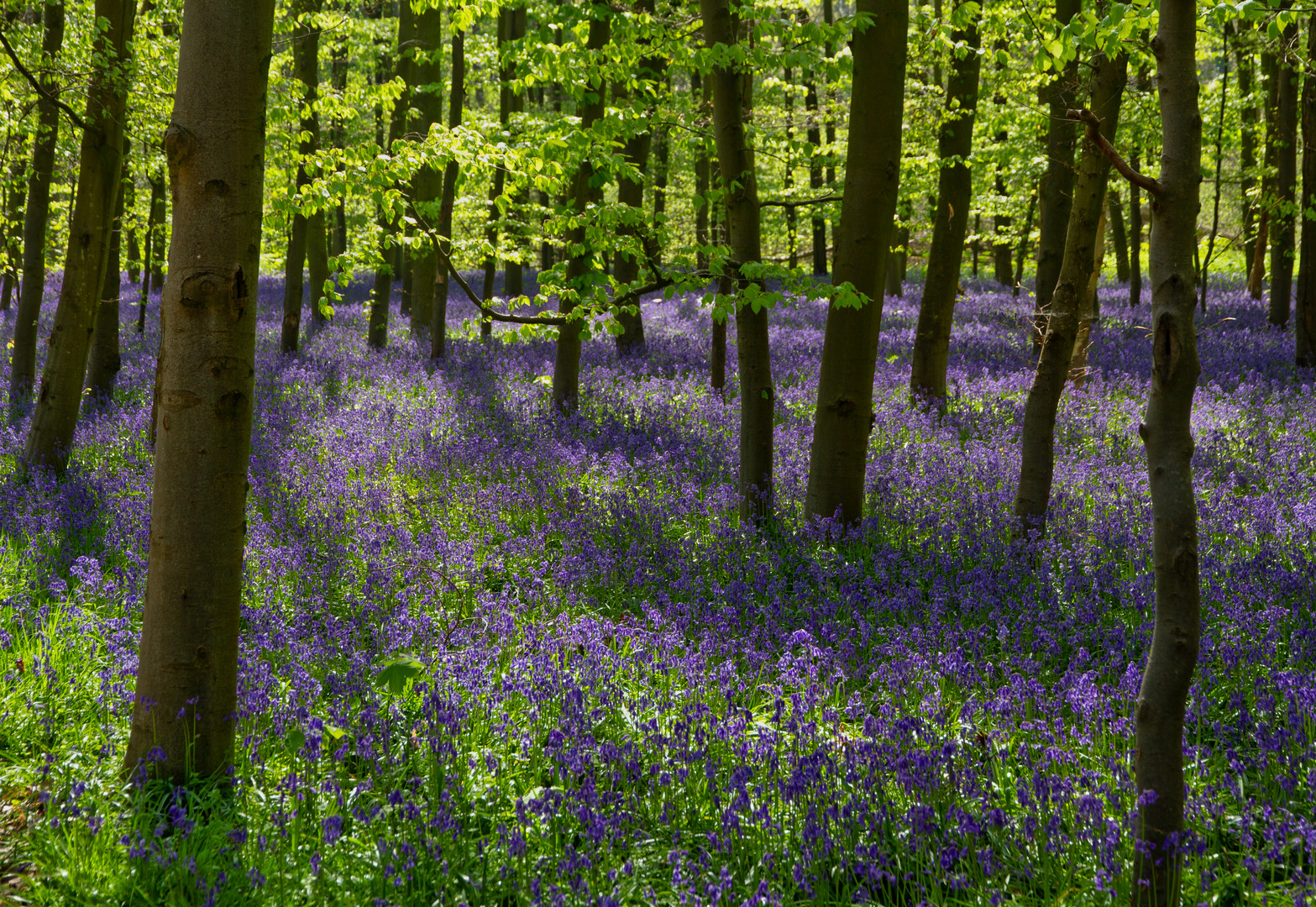 Im Wald der Hasenglöckchen I