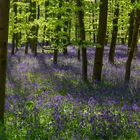 Im Wald der Hasenglöckchen I