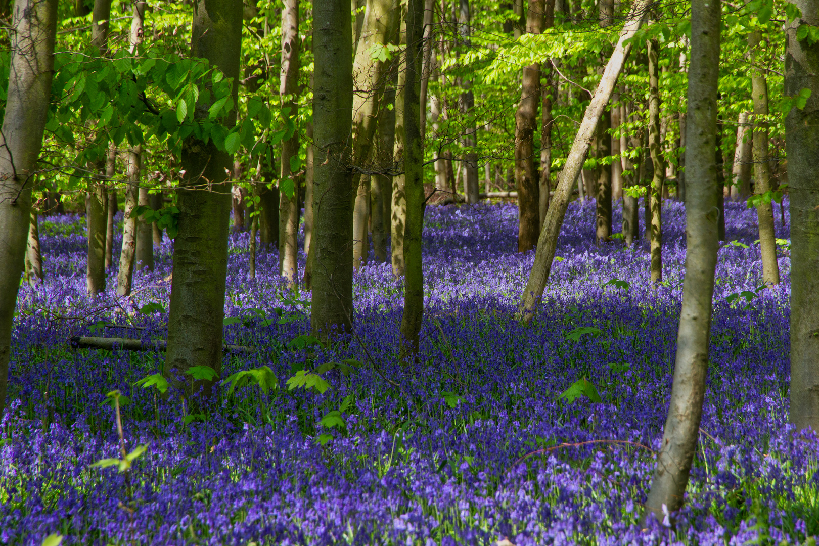 Im Wald der Hasenglöckchen II