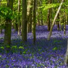 Im Wald der Hasenglöckchen II