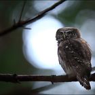 Im Wald der Kobolde