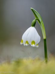 Im Wald der Märzenbecher ...