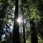 Im Wald der Mammutbäume (Muir Woods National Monument)