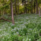 *Im Wald der Mondviolen @ Panorama*