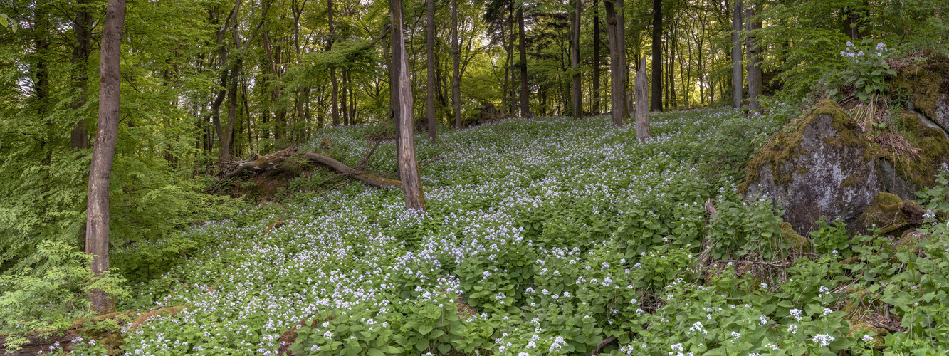 *Im Wald der Mondviolen @ Panorama*