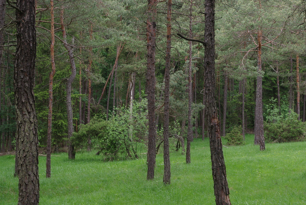 Im Wald der Orchideen