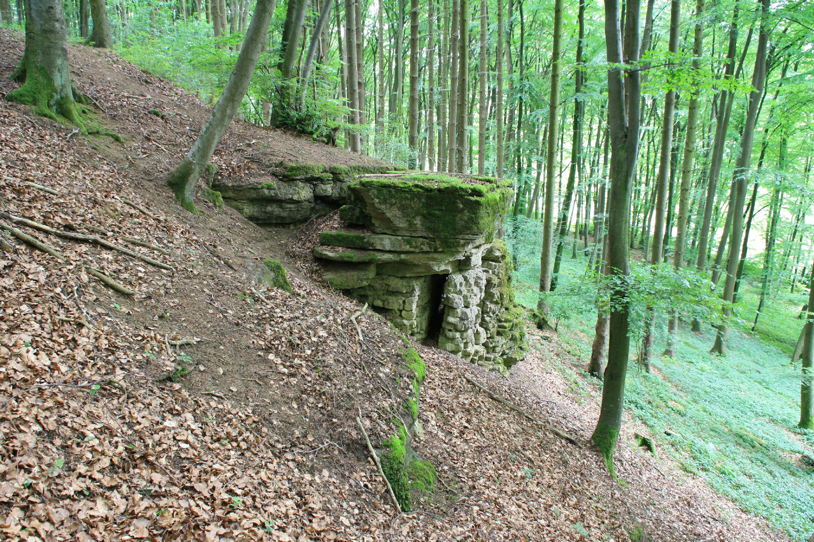 Im Wald der Pinnemännchen