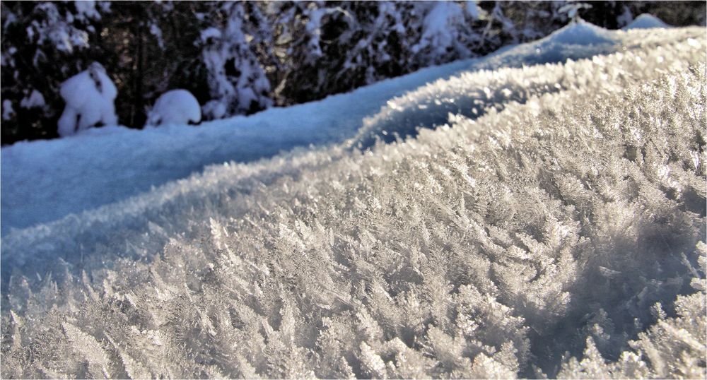 IM WALD DER SCHNEEKRISTALLE