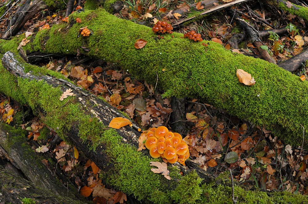 Im Wald der schönen Pilze 01