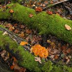 Im Wald der schönen Pilze 01