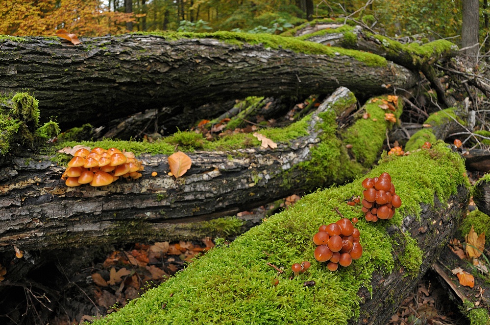 Im Wald der schönen Pilze 02