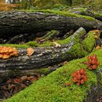 Im Wald der schönen Pilze 02