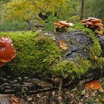 Im Wald der schönen Pilze 03