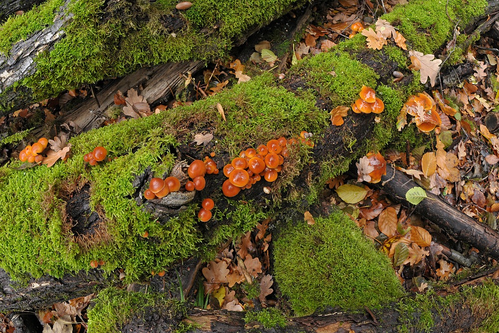 Im Wald der schönen Pilze 04