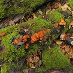 Im Wald der schönen Pilze 04