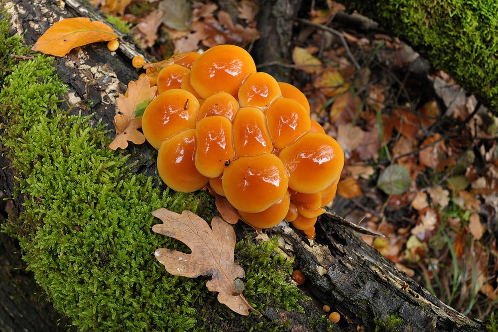 Im Wald der schönen Pilze 05