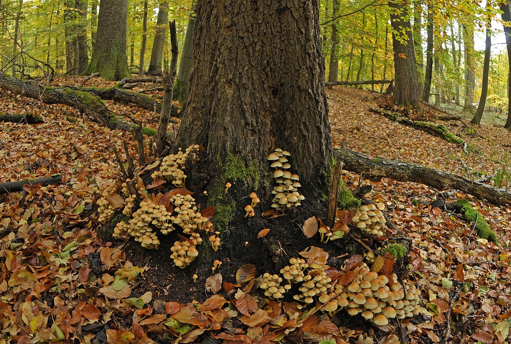 Im Wald der schönen Pilze 06