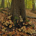 Im Wald der schönen Pilze 06