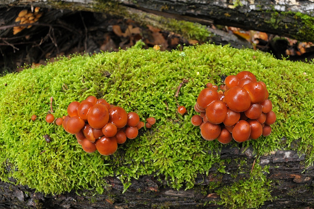 Im Wald der schönen Pilze 08