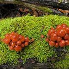 Im Wald der schönen Pilze 08