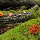 Im Wald der schönen Pilze 10
