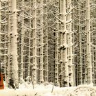 Im Wald der "Stachelbäume"