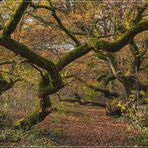 Im Wald der uralten Kratteichen