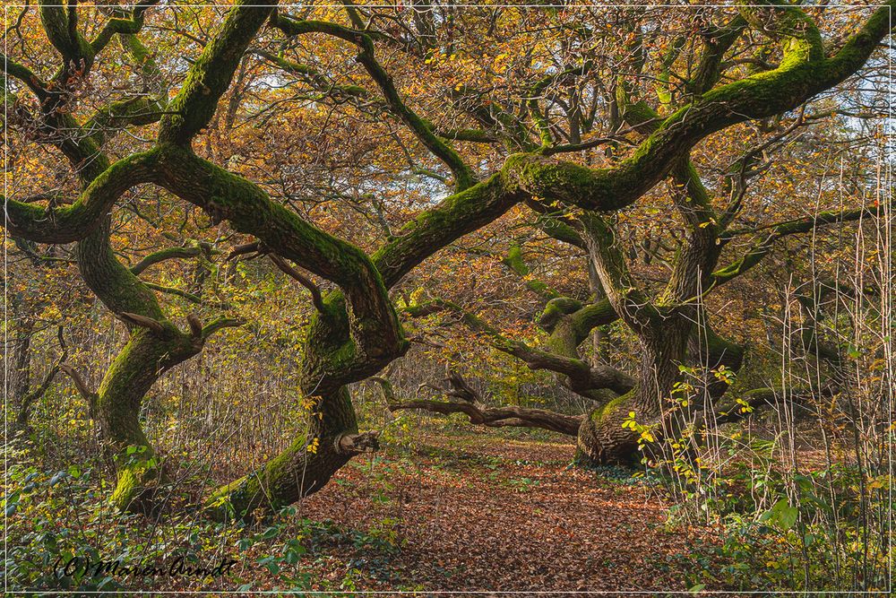 Im Wald der uralten Kratteichen