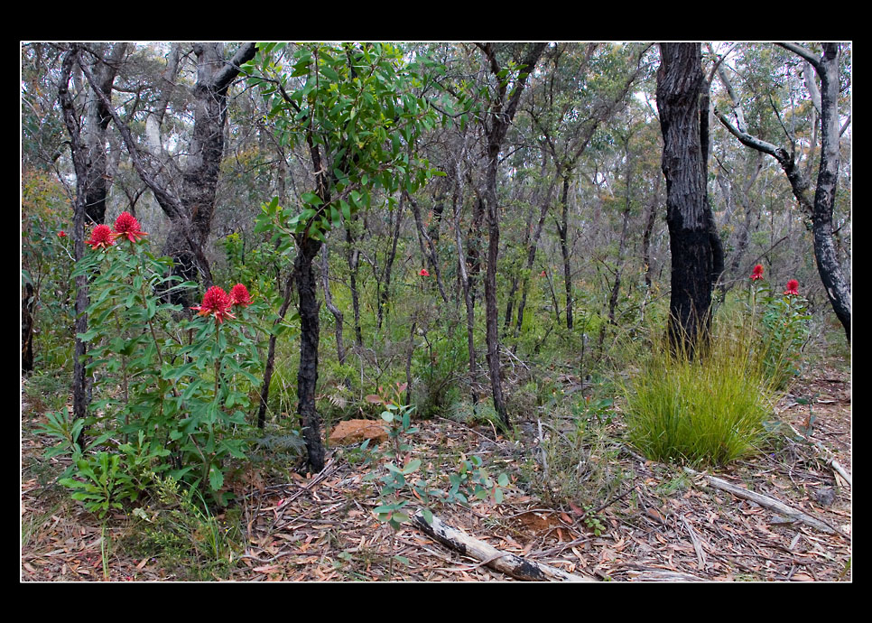 ~im Wald der Waratahs~