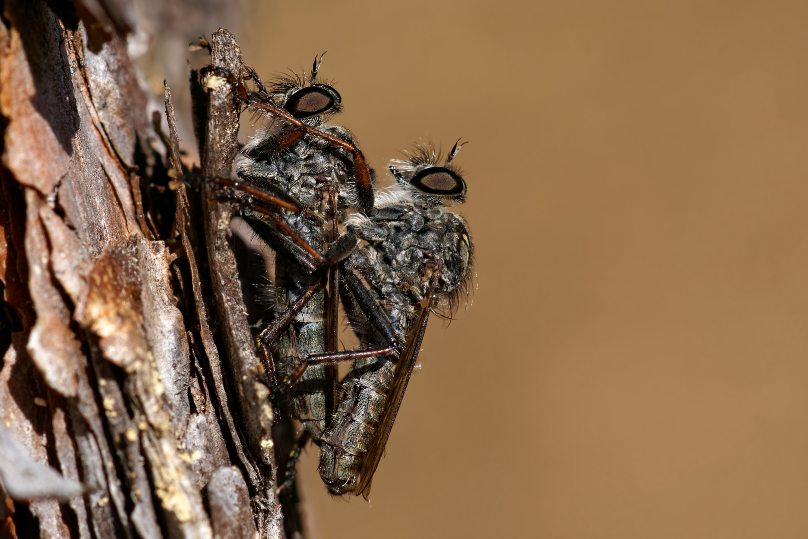 Im Wald der wilden Tiere... Raubfliegenpaarung