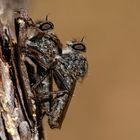 Im Wald der wilden Tiere... Raubfliegenpaarung