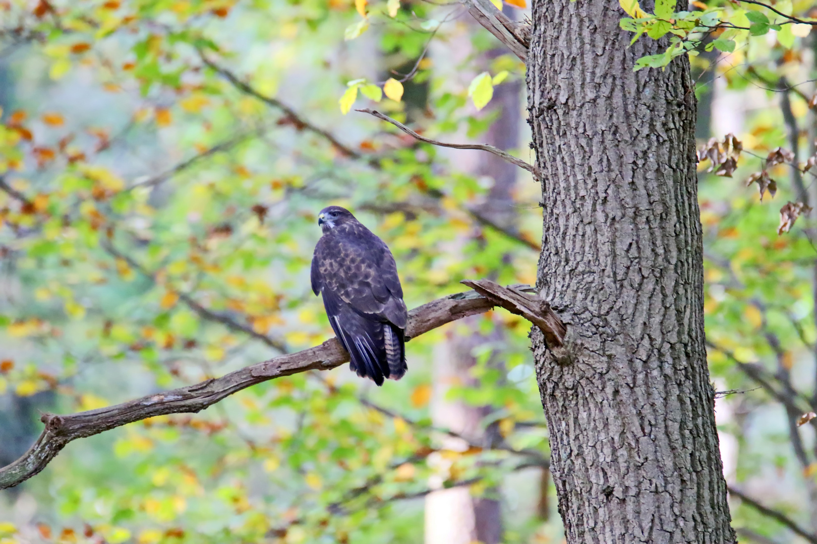 im Wald  (Doku)