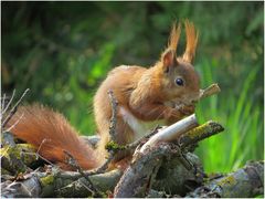 im Wald