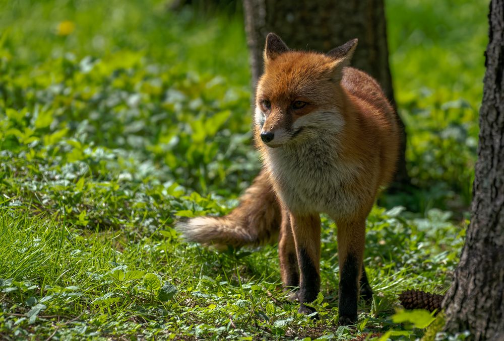 Im Wald Foto & Bild | natur, zoo, tiere Bilder auf fotocommunity