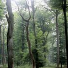 Im Wald