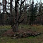 Im Wald...